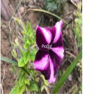 Ngryise 8000Pcs purple pink petunia seed