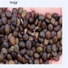 DwarfGiantFarm 1000Pcs A Set Acacia confusa Seed ProQgf
