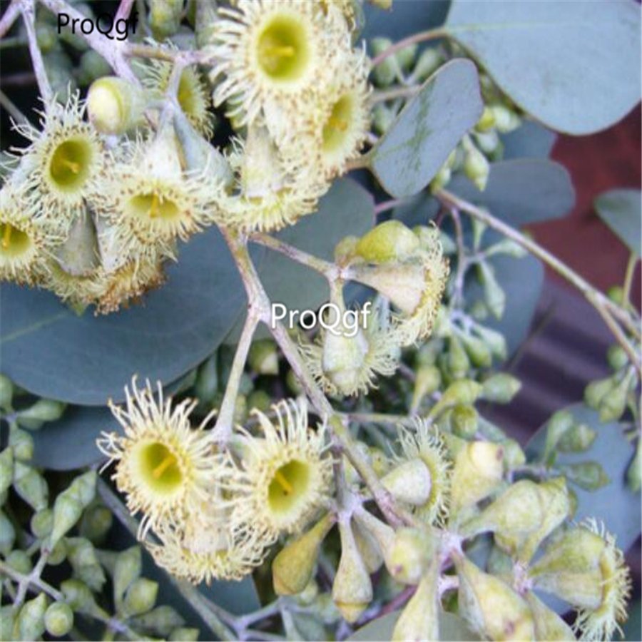 DwarfGiantFarm 3000Pcs A Set      Eucalyptus polyanthemos Schauer  seed