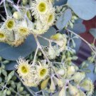 DwarfGiantFarm 3000Pcs A Set      Eucalyptus polyanthemos Schauer  seed