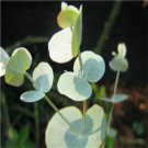 DwarfGiantFarm 3000Pcs A Set  Eucalyptus Gunnii seed