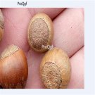 ngryise 100Pcs A Set Quercus mongolica seed