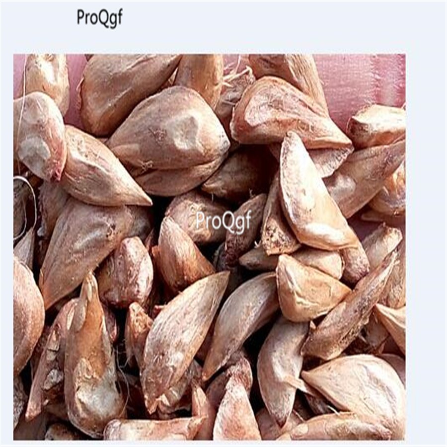 Ngryise 100pcs a set Cedrus deodara seed