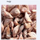 Ngryise 100pcs a set Cedrus deodara seed