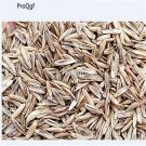 Ngryise 6000pcs Lolium perenne seed