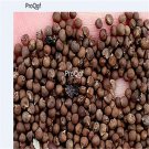 1000pcs prodgf Hibiscus grandiflorus seed