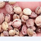 Ngryise 300pcs Cerasus japanese sakura seed
