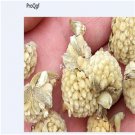 Ngryise 100pcs Edgeworthia chrysantha seed