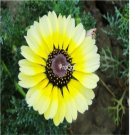 Ngryise 1000pcs yellow Chrysanthemum carinatum seed