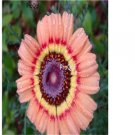 Ngryise 1000pcs pink Chrysanthemum carinatum seed