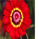 Ngryise 1000pcs red Chrysanthemum carinatum seed