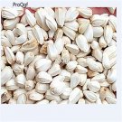 DwarfGiantFarm 300Pcs A Set Carthamus tinctorius Seed