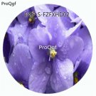DwarfGiantFarm 3000Pcs A Set blue Impatiens walleriana seed