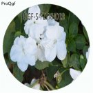 DwarfGiantFarm 3000Pcs A Set white Impatiens walleriana seed