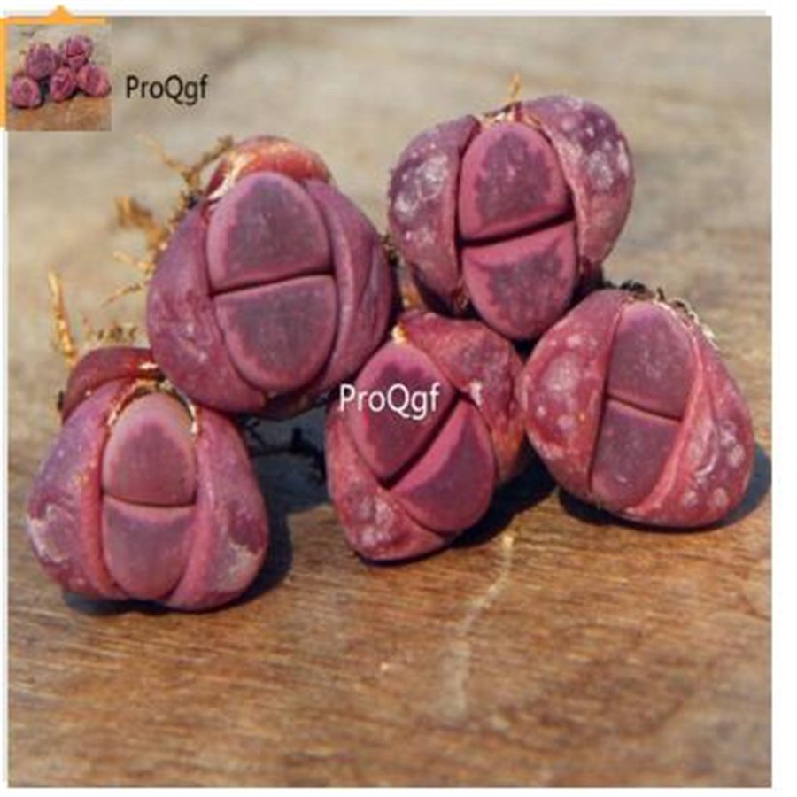 Ngryise 20Pcs A Set Lithops optica Rubra bulb