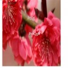 Ngryise 50Pcs A Set Prunus persica Atropurpurea seed