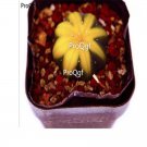 Ngryise 3Pcs A Set astrophytum watermelon style bulb