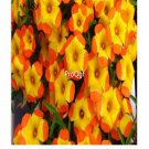 Prodgf 100Pcs A Set Rare Yellow orange oxalis bulb