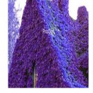 Ngryise 6000pcs blue Parthenocissus tricuspidata boston ivy seed
