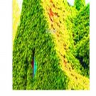 Ngryise 6000pcs light green Parthenocissus tricuspidata boston ivy seed
