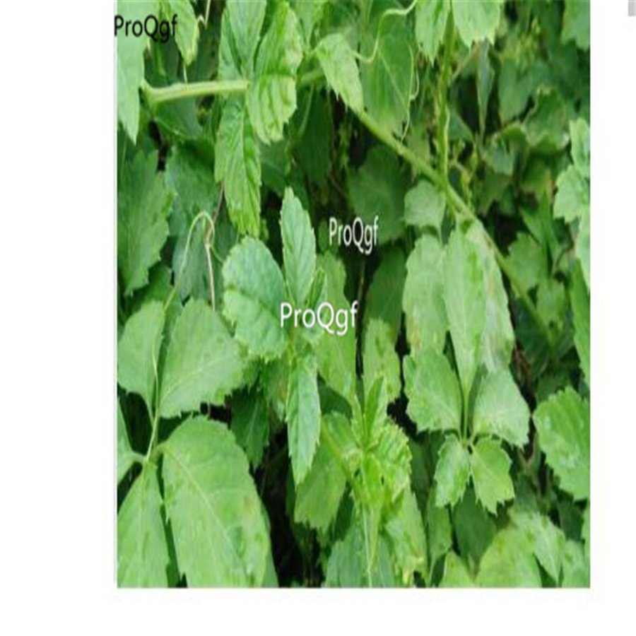 ProQgf 800Pcs A Set Gynostemma Semente Pentaphyllum Jiao Gu Lan seed