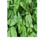 ProQgf 800Pcs A Set Gynostemma Semente Pentaphyllum Jiao Gu Lan seed