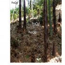 Ngryise 6000Pcs A Set Phyllostachys Heterocycla Moso Bamboo Mo Suo Zhu seed