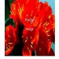 Ngryise 10Pcs A Set red Clivia miniata plant