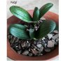 Ngryise 10Pcs A Set red Clivia miniata plant