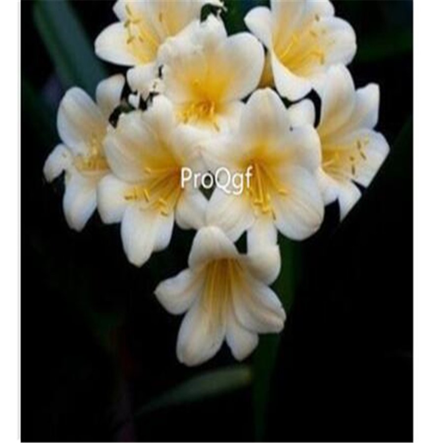 Ngryise 10Pcs A Set white Clivia miniata plant