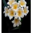 Ngryise 10Pcs A Set white Clivia miniata plant