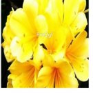 Ngryise 10Pcs A Set yellow Clivia miniata plant