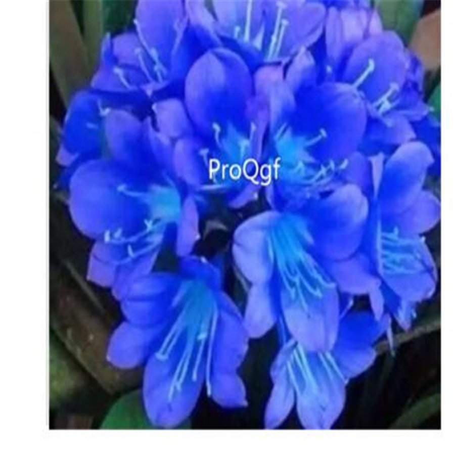 Blue clivia plant Idea