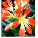 Ngryise 10Pcs A Set orange Clivia miniata plant