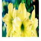 Prodgf 20Pcs yellow Amaryllis Bulbs True Hippeastrum Bulbs