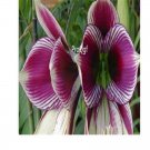 Prodgf 20Pcs purple stripe Amaryllis Bulbs True Hippeastrum Bulbs