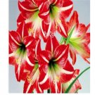 Prodgf 20Pcs red white stripe Amaryllis Bulbs True Hippeastrum Bulbs