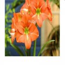 Prodgf 20Pcs orange Amaryllis Bulbs True Hippeastrum Bulbs