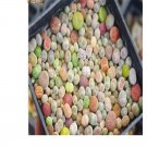 Ngryise 300Pcs A Set Living Stones Mesembs real plants lithop