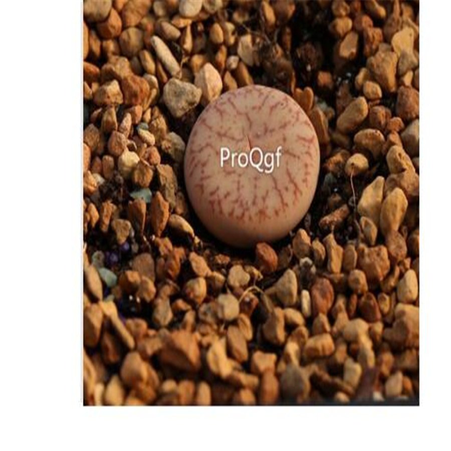 Ngryise 20Pcs A Set Lithops pseudotruncatella Plant