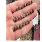 Ngryise 20Pcs A Set juwenzhang lithop plant