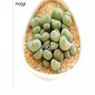 Ngryise 50pcs a set Conophytum bilobum seed