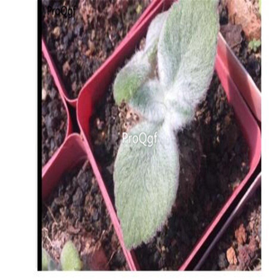 Prodgf 3Pcs Desert Mini Sinningia leucotricha bulb