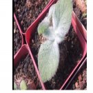 Prodgf 3Pcs Desert Mini Sinningia leucotricha bulb