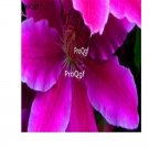 Ngryise 10Pcs A Set purple clematis flower root