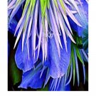 Ngryise 10Pcs A Set sky blue clematis flower root