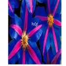 Ngryise 10Pcs A Set blue purple clematis flower root