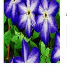 Ngryise 10Pcs A Set blue white star clematis flower root