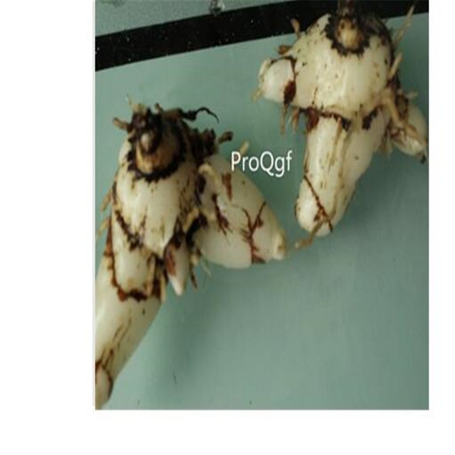 Ngryise 10Pcs A Set Bletilla striata Root
