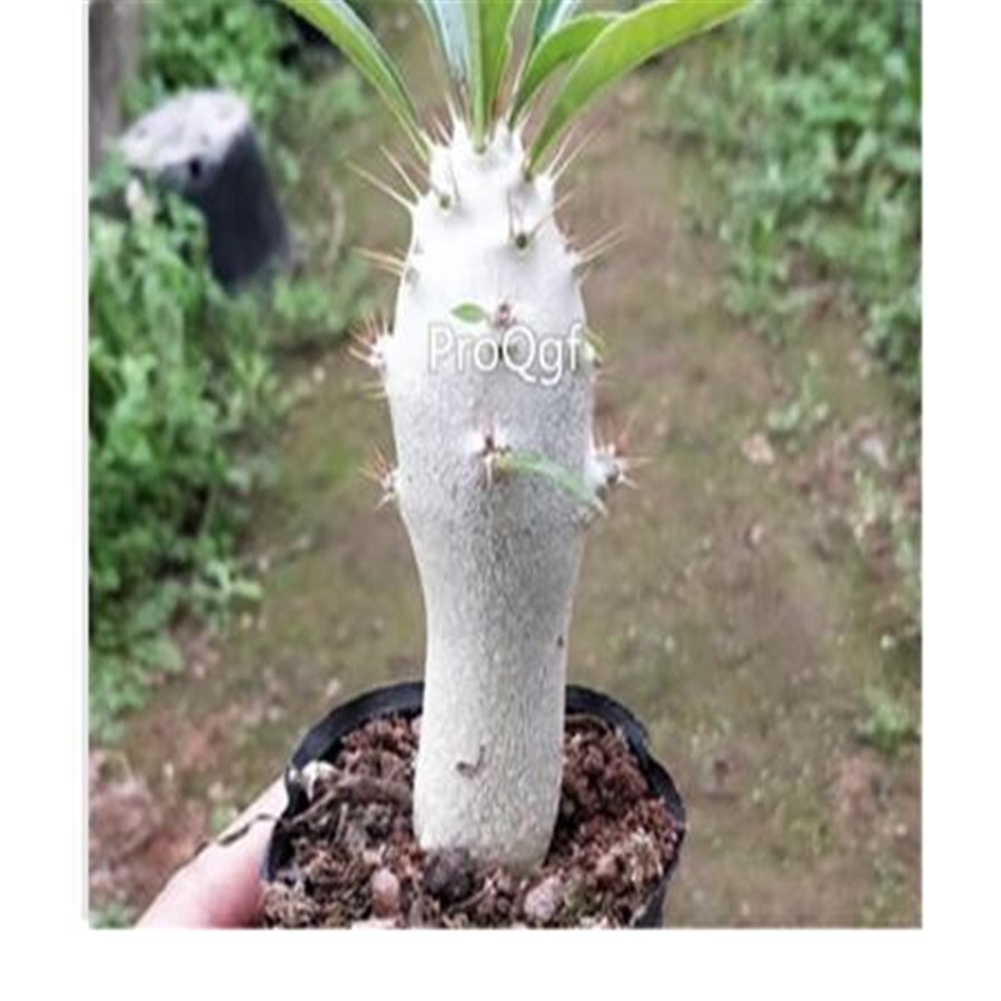 Prodgf 3Pcs A Set Pachypodium saundersii plant